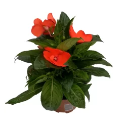 Edellieschen Orange/hellrot, Topf-Ø 12 Cm, 6er-Set -Gartengeschäft 0610110039 Impatiens NG hellrot 1 88499