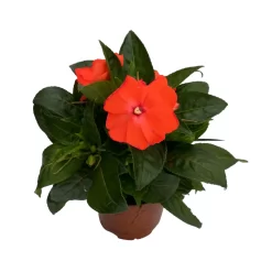 Edellieschen Orange/hellrot, Topf-Ø 12 Cm, 6er-Set -Gartengeschäft 0610110039 Impatiens NG hellrot 3 88498