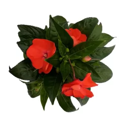 Edellieschen Orange/hellrot, Topf-Ø 12 Cm, 6er-Set -Gartengeschäft 0610110039 Impatiens NG hellrot 6 88500