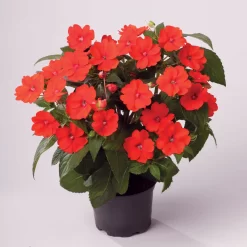 Edellieschen Orange/hellrot, Topf-Ø 12 Cm, 6er-Set -Gartengeschäft 0610110039 Impatiens T12 13 orange hellrot Set 6Stueck1 74431