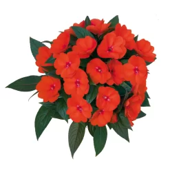 Edellieschen Orange/hellrot, Topf-Ø 12 Cm, 6er-Set -Gartengeschäft 0610110039 Impatiens T12 13 orange hellrot Set 6Stueck 74430