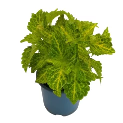 Buntnessel 'River Walk', 6er-Set, Hellgrün-dunkelgrün, Topf 12 Cm Ø -Gartengeschäft 0610180191 Solenostemon scut T12 River Walk 6er Set 1 93138