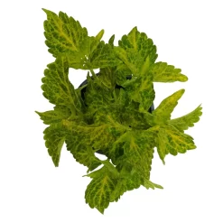 Buntnessel 'River Walk', 6er-Set, Hellgrün-dunkelgrün, Topf 12 Cm Ø -Gartengeschäft 0610180191 Solenostemon scut T12 River Walk 6er Set 4 93137