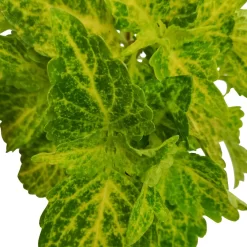 Buntnessel 'River Walk', 6er-Set, Hellgrün-dunkelgrün, Topf 12 Cm Ø -Gartengeschäft 0610180191 Solenostemon scut T12 River Walk 6er Set 6 93136