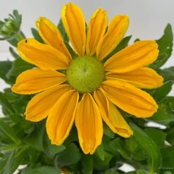 Sonnenhut Gelb, Topf-Ø 21 Cm -Gartengeschäft 0610360016 Rudbeckia hirta T21 gelb 4 114140