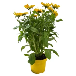 Sonnenhut Gelb, Topf-Ø 21 Cm -Gartengeschäft 0610360017 0610360016 Rudbeckia T21 gelb 1 111962