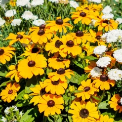 Sonnenhut 'Toto®', Topf-Ø 13, 6er-Set 26 Sonnenhut 'Toto®', Topf-Ø 13, 6er-Set -Gartengeschäft 0610360035 Rudbeckia hirta T13 Toto 6er Set 2 111925