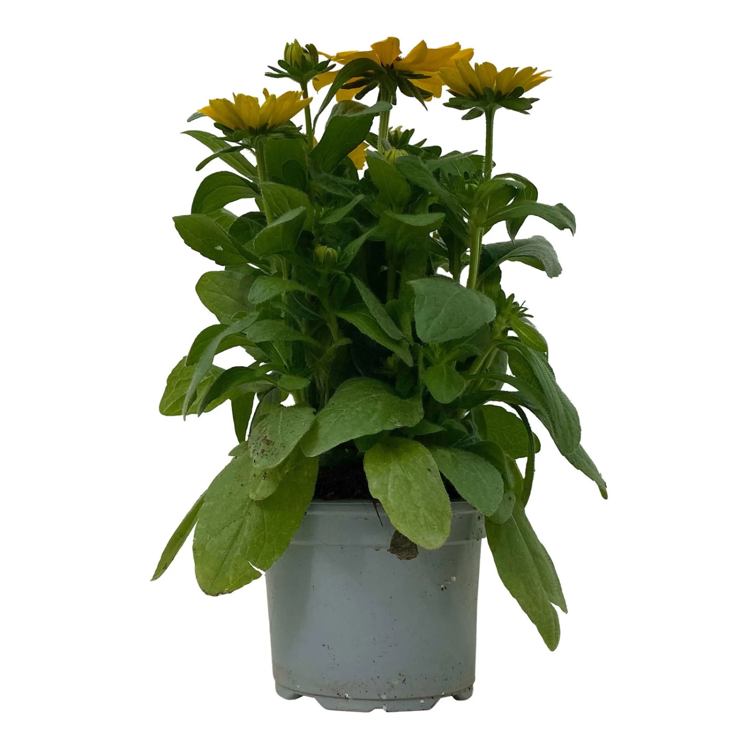 Sonnenhut 'Toto®', Topf-Ø 13, 6er-Set 2 Sonnenhut 'Toto®', Topf-Ø 13, 6er-Set – Bild 2