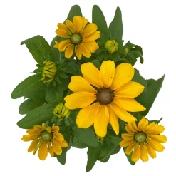 Sonnenhut 'Toto®', Topf-Ø 13, 6er-Set 21 Sonnenhut 'Toto®', Topf-Ø 13, 6er-Set -Gartengeschäft 0610360035 Rudbeckia hirta Toto 6er Set 12 112693