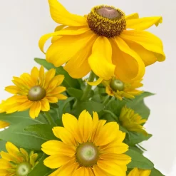Sonnenhut 'Toto®', Topf-Ø 13, 6er-Set 23 Sonnenhut 'Toto®', Topf-Ø 13, 6er-Set -Gartengeschäft 0610360035 Rudbeckia hirta Toto 6er Set 5 112669