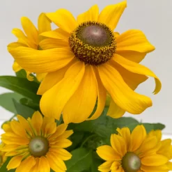 Sonnenhut 'Toto®', Topf-Ø 13, 6er-Set 24 Sonnenhut 'Toto®', Topf-Ø 13, 6er-Set -Gartengeschäft 0610360035 Rudbeckia hirta Toto 6er Set 7 112670
