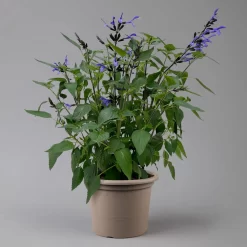 Pfirsichsalbei Blau, Topf-Ø 21 Cm, Höhe Ca. 40 Cm -Gartengeschäft 0610370087 Salvia T21 Blue H40cm 2 125992