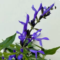 Pfirsichsalbei Blau, Topf-Ø 21 Cm, Höhe Ca. 40 Cm -Gartengeschäft 0610370087 Salvia T21 Blue 3 n 125845