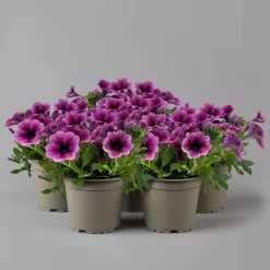 Petunie 'Sweetunia® Burgundy Gem' Rosa Geadert, Hängend, Topf-Ø 13 Cm, 6er-Set