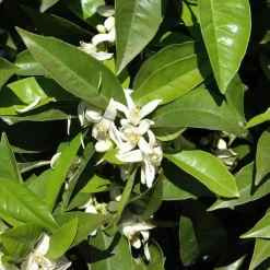 Orangenbaum, Stamm, Topf-Ø Ca. 24 Cm, Höhe Ca. 140 Cm -Gartengeschäft 0630100030 KB Citrus sinensis Stamm T33 1 88065 1