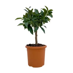 Kumquat, Mini-Stamm, Topf-Ø 15 Cm 13 Kumquat, Mini-Stamm, Topf-Ø 15 Cm -Gartengeschäft 0630100623 KB Citrus fort marg Stamm T15 1 104317