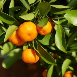 Clementine, Stamm, Topf-Ø Ca. 22 Cm, Höhe Ca. 70 - 80 Cm -Gartengeschäft 0630100698 KB Citrus clementina Stamm T33 1 87844