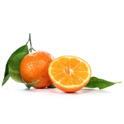 Clementine, Stamm, Topf-Ø Ca. 22 Cm, Höhe Ca. 70 - 80 Cm -Gartengeschäft 0630100712 0630100713 KB Citrus clementina Stamm WS 98317