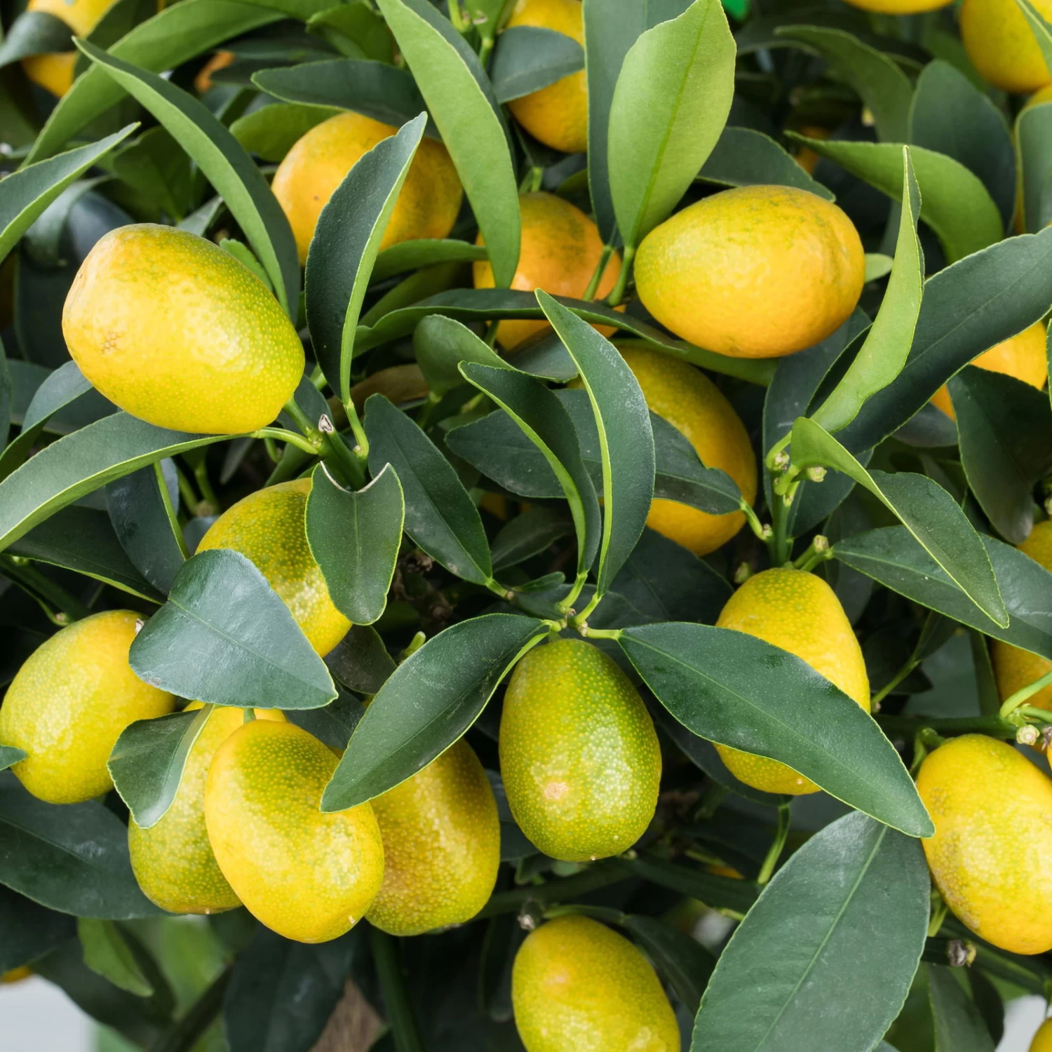 Kumquat, Mini-Stamm, Topf-Ø 15 Cm 8 Kumquat, Mini-Stamm, Topf-Ø 15 Cm – Bild 8