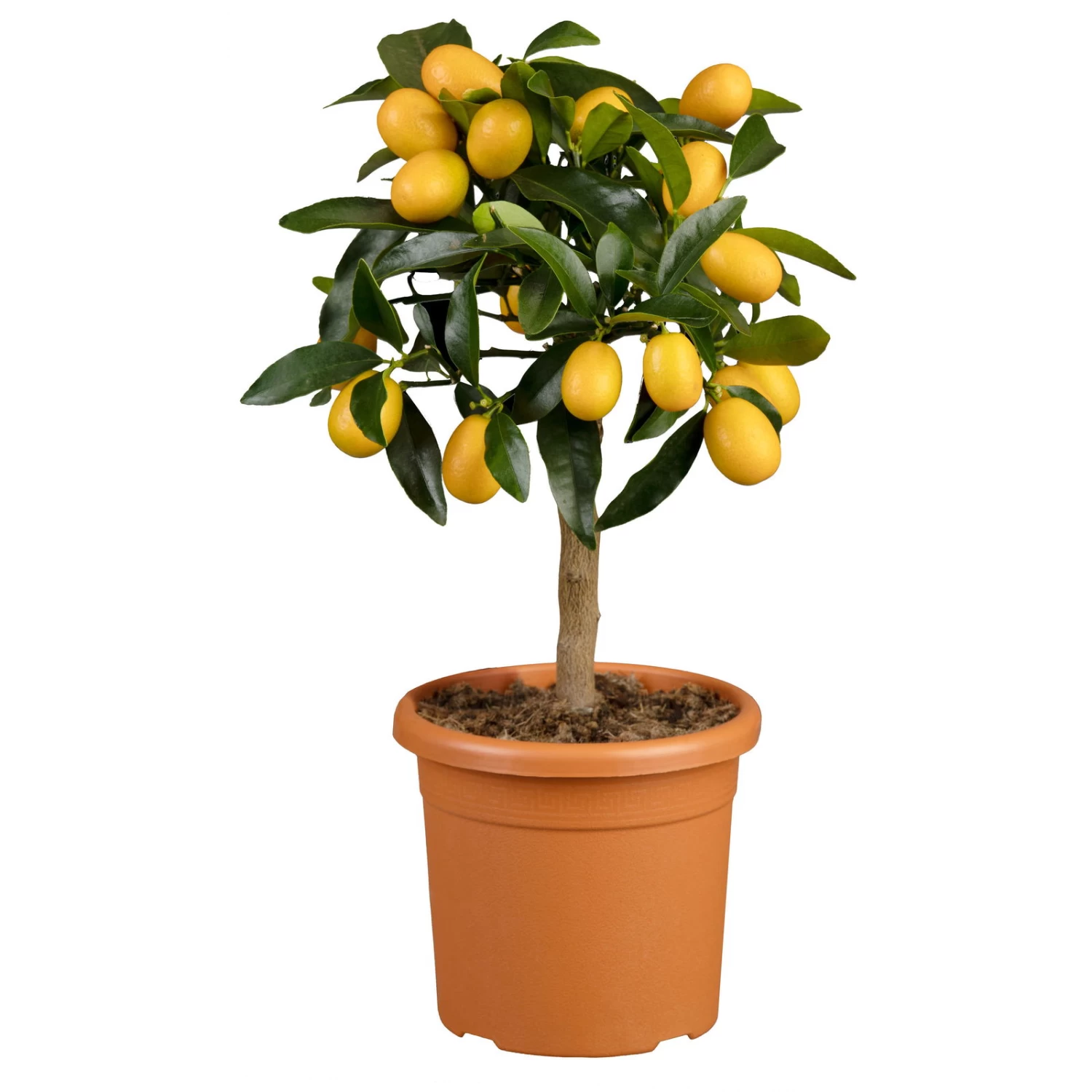 Kumquat, Mini-Stamm, Topf-Ø 15 Cm 1 Kumquat, Mini-Stamm, Topf-Ø 15 Cm