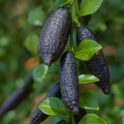 Fingerlimette, Topf-Ø 20 Cm, Höhe Ca.60 Cm