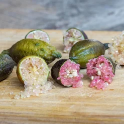 Fingerlimette, Topf-Ø 20 Cm, Höhe Ca.60 Cm -Gartengeschäft 0630100735 Citrus australasica Stamm T20 H60 70 WS 4 98316