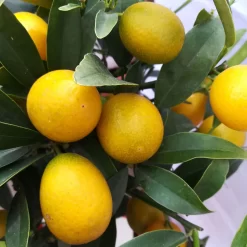 Kumquat, Mini-Stamm, Topf-Ø 15 Cm 17 Kumquat, Mini-Stamm, Topf-Ø 15 Cm -Gartengeschäft 0630400015 Citrus fort margarita Stamm T20 H60 70 Kumquat farbiger Topf 1 78903