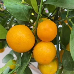 Calamondin, Stamm, Topf-Ø 24 Cm, Höhe Ca. 100 - 140 Cm -Gartengeschäft 0630400020 Citrus madurensis Stamm T24 8 104280