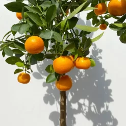Calamondin, Stamm, Topf-Ø 24 Cm, Höhe Ca. 100 - 140 Cm -Gartengeschäft 0630400020 Citrus madurensis Stamm T24 3 114142