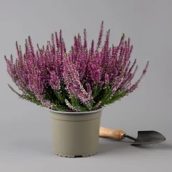 Knospenheide, Lila, Topf-Ø 17 Cm, 3er-Set -Gartengeschäft 0650100499 Calluna vulgaris T17 lila Knospenblueher 3erSet 2 126022