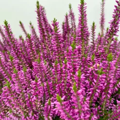Knospenheide, Lila, Topf-Ø 17 Cm, 3er-Set -Gartengeschäft 0650100499 Calluna vulgaris T17 lila Knospenblueher 3erSet 2 125777