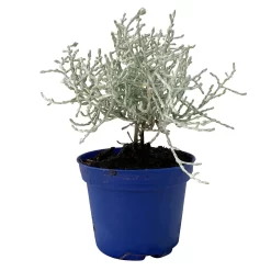 Calocephalus Silber-grau, Mini, Topf-Ø 7 Cm, 12er-Set