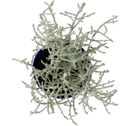 Calocephalus Silber-grau, Mini, Topf-Ø 7 Cm, 12er-Set -Gartengeschäft 0664400078 Calocephalus Mini T6 5 a 116175