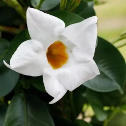 Dipladenie Weiß, Busch, Topf-Ø 13/14 Cm, 3er-Set -Gartengeschäft 0670110018 0670110078 0670110104 0670110124 0670110126 0670110129 0670110132 0670110147 0670110212 0670110218 0670110140 Dipladenia Busch weiss 76809