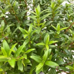 Myrte Weiß, Busch, Topf-Ø 15 Cm, Höhe Ca. 25 Cm, 2er-Set -Gartengeschäft 0670200111 Myrtus microphylla Busch T15 2er Set 10 109728