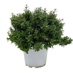 Myrte Weiß, Busch, Topf-Ø 15 Cm, Höhe Ca. 25 Cm, 2er-Set -Gartengeschäft 0670200111 Myrtus microphylla Busch T15 2er Set 1 109786
