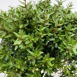 Myrte Weiß, Busch, Topf-Ø 15 Cm, Höhe Ca. 25 Cm, 2er-Set -Gartengeschäft 0670200111 Myrtus microphylla Busch T15 2er Set 3 109729