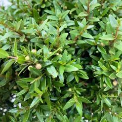 Myrte Weiß, Busch, Topf-Ø 15 Cm, Höhe Ca. 25 Cm, 2er-Set -Gartengeschäft 0670200111 Myrtus microphylla Busch T15 2er Set 4 109727