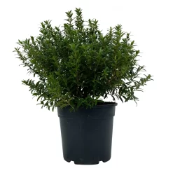 Myrte Weiß, Busch, Topf-Ø 15 Cm, Höhe Ca. 25 Cm, 2er-Set -Gartengeschäft 0670200111 Myrtus microphylla Busch T15 2er Set 6 109784
