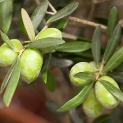 Olivenbaum, Stamm, Topf-Ø Ca. 60 Cm, Höhe Mind. 170 Cm -Gartengeschäft 0680200048 0680200051 0680200054 0680200057 0680200061 0680200075 Koelle Olea europaea Busch1 76776 5