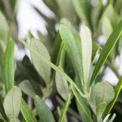 Olivenbaum, Stamm, Topf-Ø Ca. 60 Cm, Höhe Mind. 170 Cm -Gartengeschäft 0680200048 0680200051 0680200054 0680200057 0680200061 0680200075 Koelle Olea europaea Busch 76777 5