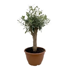 Olivenbaum 'Bonsai', Stämmchen, Topf-Ø 25 Cm, Höhe Ca. 110 Cm