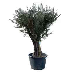 Olivenbaum, Stamm, Topf-Ø Ca. 60 Cm, Höhe Mind. 170 Cm -Gartengeschäft 0680200104 Koelle Olea europaea Bonsai 7 109383