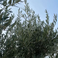 Olivenbaum, Stamm, Topf-Ø Ca. 60 Cm, Höhe Mind. 170 Cm -Gartengeschäft 0680200104 Koelle Olea europaea Bonsai 9 109302