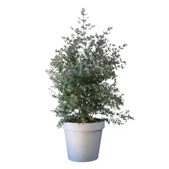 Eukalyptus, Busch, Topf-Ø 30 Cm, Höhe Ca. 80 Cm