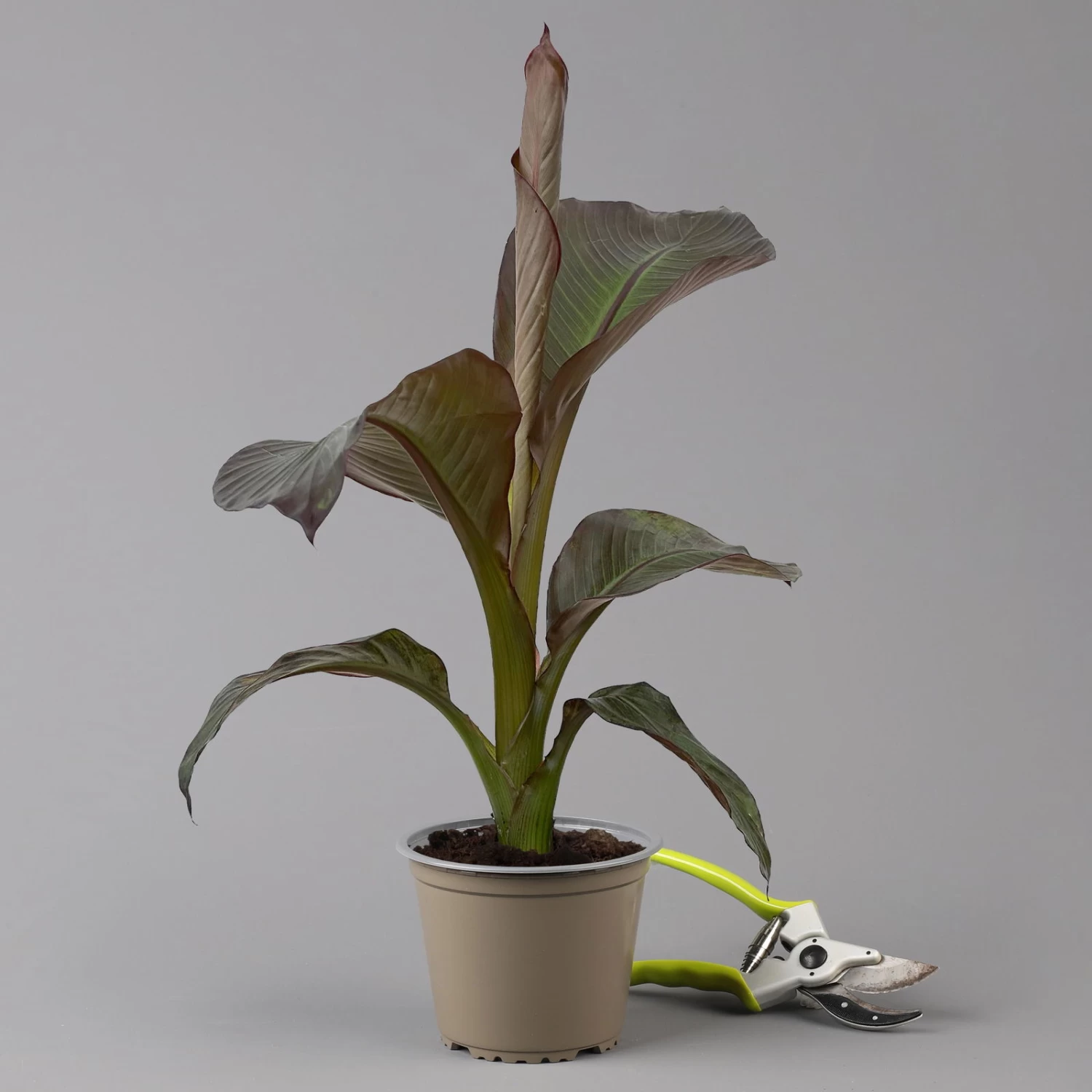 Rote Zierbanane, Topf-Ø 14 Cm, Höhe Ca. 40 Cm, 2er-Set 2 Rote Zierbanane, Topf-Ø 14 Cm, Höhe Ca. 40 Cm, 2er-Set – Bild 2