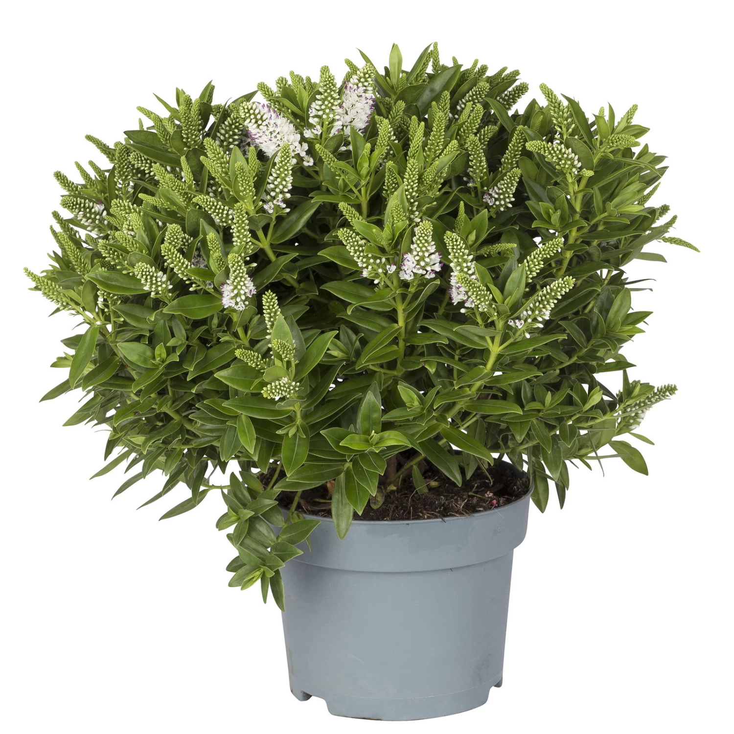 Hebe Weiß, Topf-Ø 19 Cm, 2er-Set 1 Hebe Weiß, Topf-Ø 19 Cm, 2er-Set