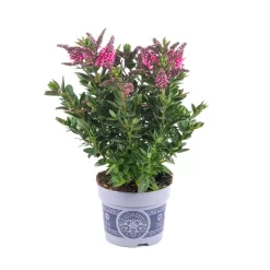 Hebe 'All Blooms®' Rot-pink, Sorte Zufällig, Topf-Ø 12 Cm, 6er-Set 9 Hebe 'All Blooms®' Rot-pink, Sorte Zufällig, Topf-Ø 12 Cm, 6er-Set -Gartengeschäft 0690190064 Koelle Hebe All Blooms T12 rosarot 6er Set WS 1 95602