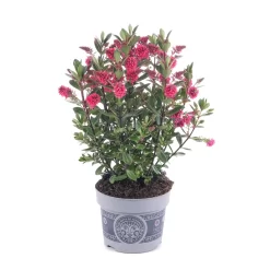 Hebe 'All Blooms®' Rot-pink, Sorte Zufällig, Topf-Ø 12 Cm, 6er-Set 8 Hebe 'All Blooms®' Rot-pink, Sorte Zufällig, Topf-Ø 12 Cm, 6er-Set -Gartengeschäft 0690190064 Koelle Hebe All Blooms T12 rosarot 6er Set WS 2 95601