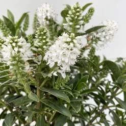 Hebe 'All Blooms®' Weiß, Topf-Ø 10,5 Cm, 6er-Set -Gartengeschäft 0690190098 Koelle Hebe All Blooms T12 weiss 6er Set 4 112400 1